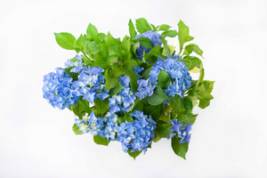 Hortensia