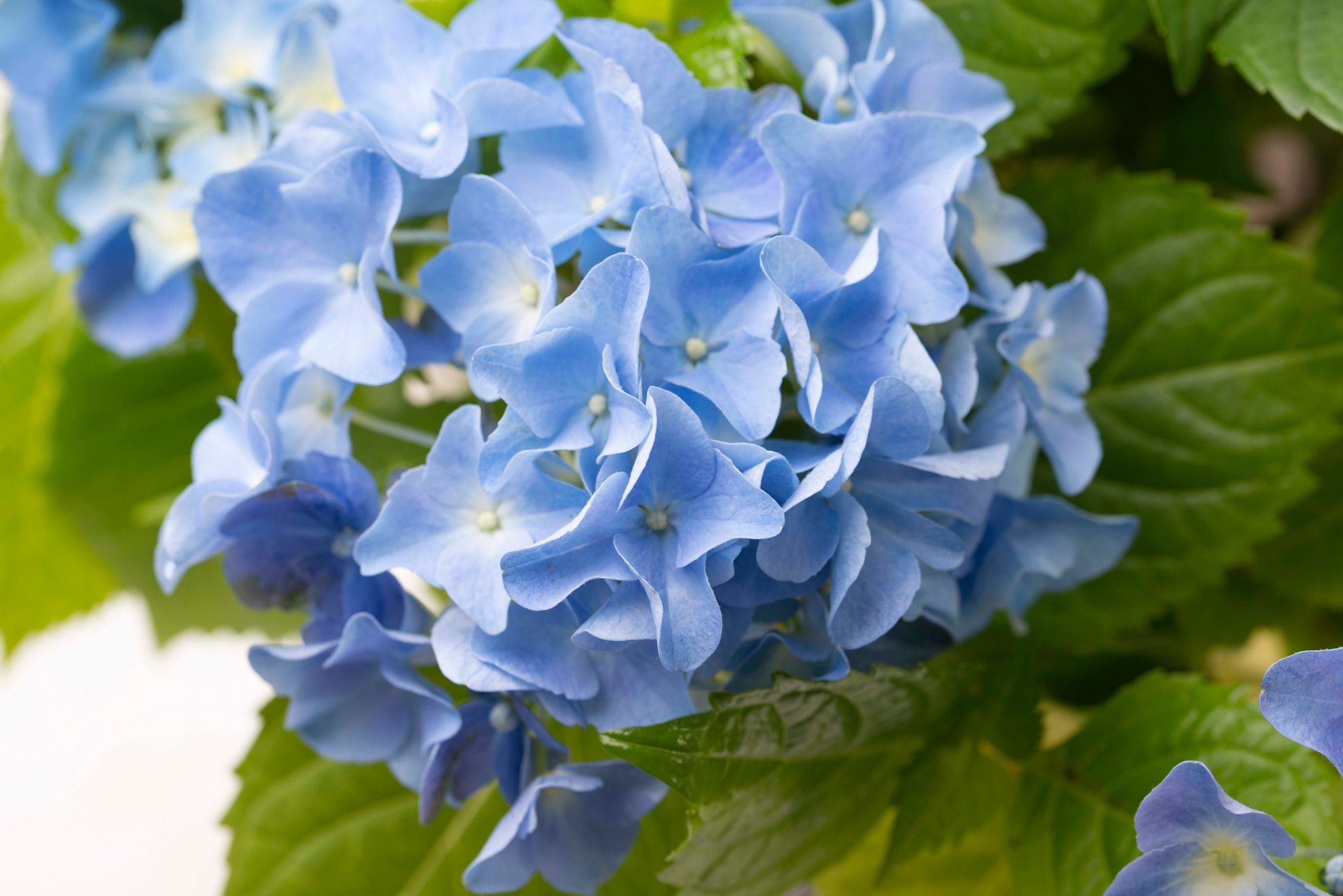 Hortensia